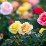 Rose garden wallpaper 4K with a variety of roses in different colors.