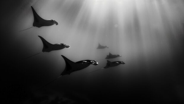 Sea animal life whit the graceful dance of manta rays gliding through the water, their wingspan creating mesmerizing patterns.