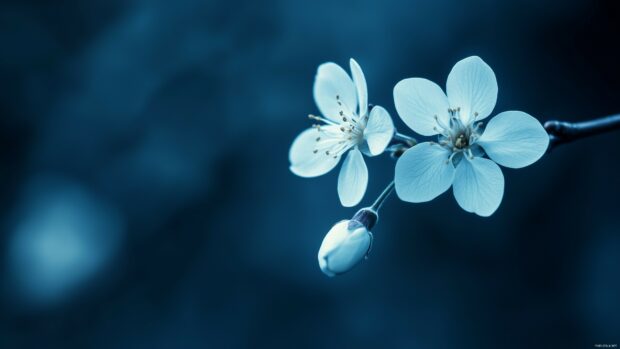 Serene blue flower 4K desktop wallpaper with tranquil tones.