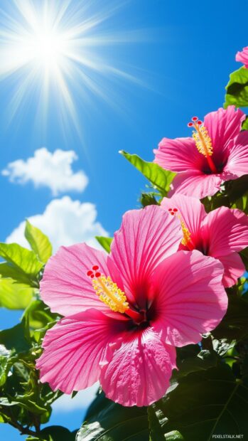 Summer hibiscus wallpaper with bright hibiscus flowers basking in the sunlight.