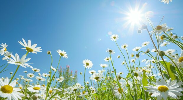 Sunny meadow with daisies, gentle breeze, clear blue sky, HD wallpaper.