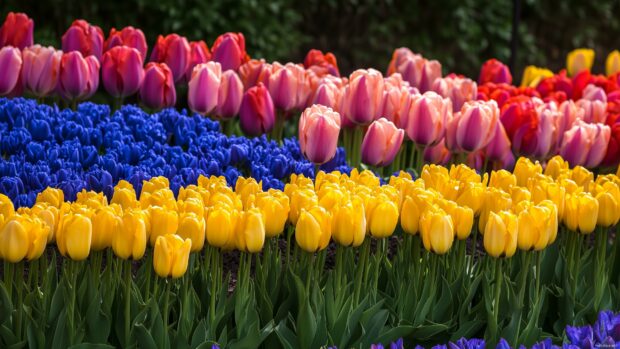 Tulip garden wallpaper with a colorful display of tulips.