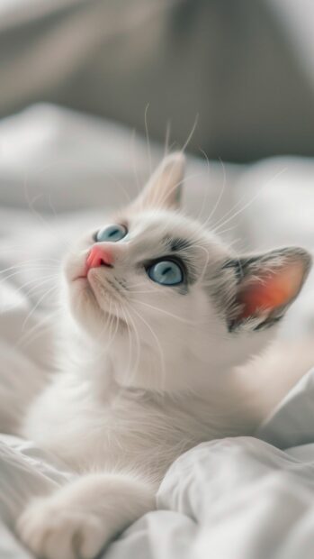 White Cat wallpaper HD iPhone.