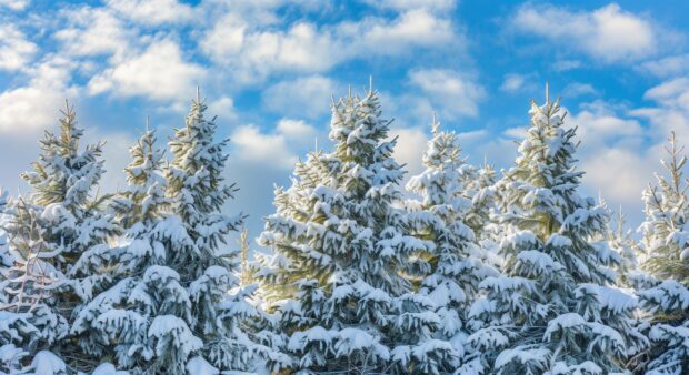 Winter forest desktop wallpaper HD with snow covered fir trees and a blue sky.