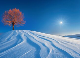 Wonderland Winter HD Wallpaper with sparkling snow under the moonlight.