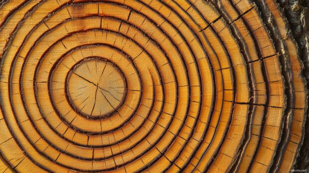 Wood HD wallpaper with a close up of a tree trunk cross section showing annual rings and natural imperfections.