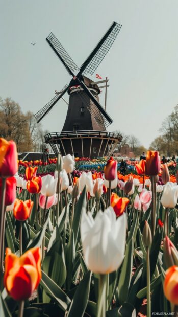 1080 x 1920 Wallpapers Vertical HD with a historic windmill surrounded by colorful tulip fields in bloom against a clear sky.