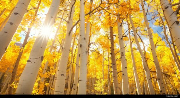 1080p Nature Backgrounds with golden aspen forest in autumn, vibrant yellow leaves, sunlight filtering through.