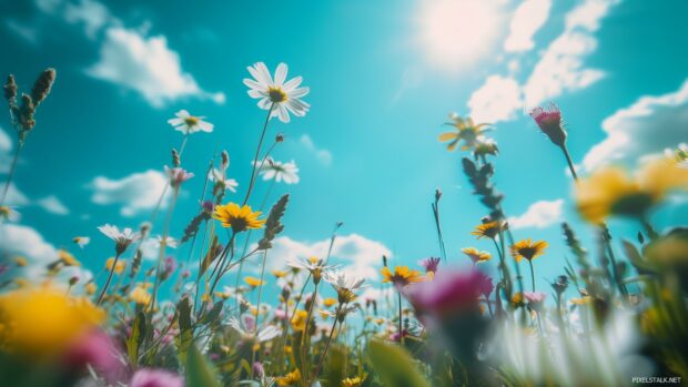 1080p PC background with a field of blooming wildflowers under a clear blue sky.