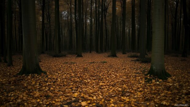 1080p Widescreen desktop wallpaper with elegant dark forest floor covered in fallen leaves, the tree trunks standing tall and disappearing into the shadows.