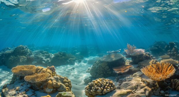 1080p desktop background with a coral reef seen through crystal clear ocean water with sunlight filtering down.