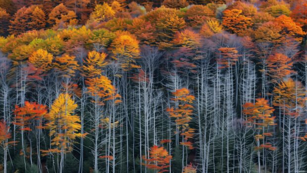 4K wallpaper with dense forest of fall trees.