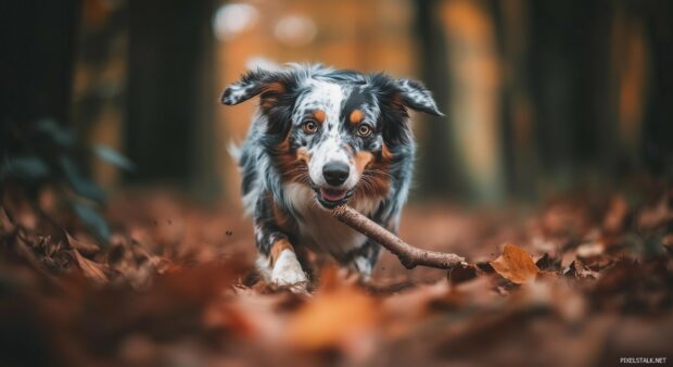 A Black and white Australian Shepherd dog with a multicolored coat, playing fetch with a stick in a forest.