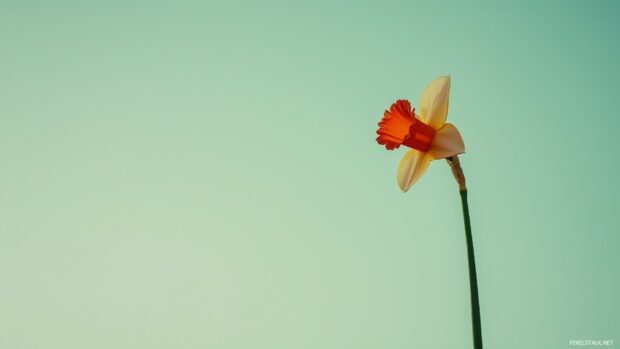 A Minimalist Spring Wallpaper HD Daffodil.