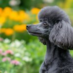 A Poodle Dog Wallpaper HD with a stylish haircut, posing in front of a vibrant garden.