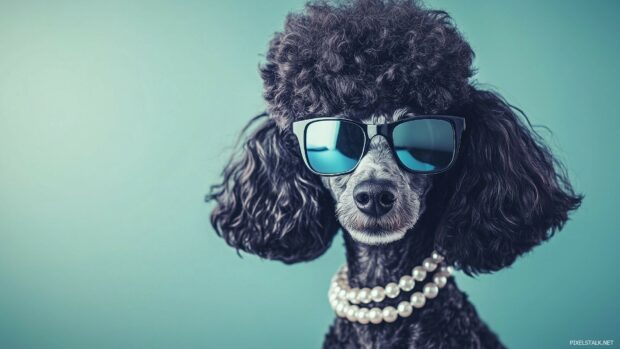 A Poodle with a fancy hairstyle, wearing pearls and sunglasses, posing elegantly.