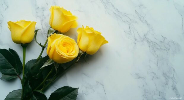 A beautiful composition of yellow roses wallpaper.