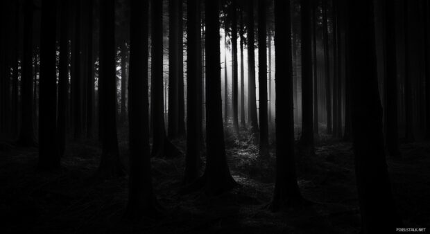 A black and white forest wallpaper showcases a dark woodland.