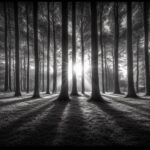 A black and white forest wallpaper with towering trees and deep shadows.