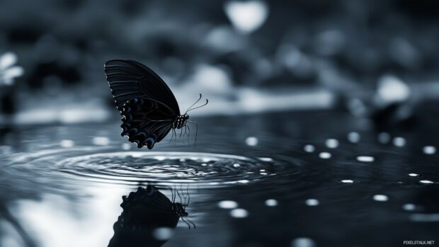 A black butterfly fluttering above a dark, tranquil pond, its wings reflecting in the water, Black Wallpaper HD 1920×1080.