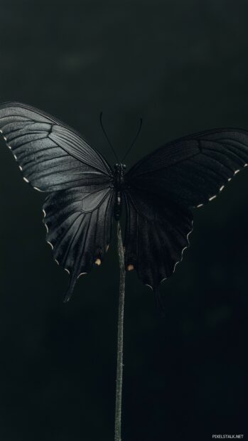 A black butterfly perched on a stark, monochromatic background with delicate, detailed wing patterns visible in high contrast and fine resolution.