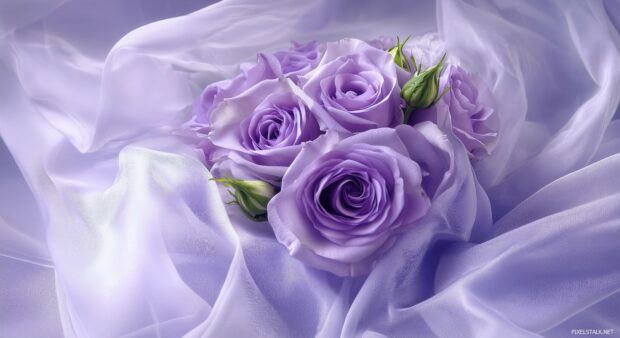 A bouquet of purple roses wrapped in sheer fabric.