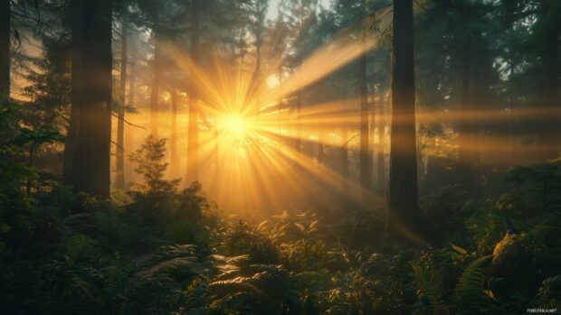 A breathtaking Forest Desktop Wallpaper features a vibrant sunrise over a misty woodland, with rays of light casting a golden hue over the serene, peaceful environment.