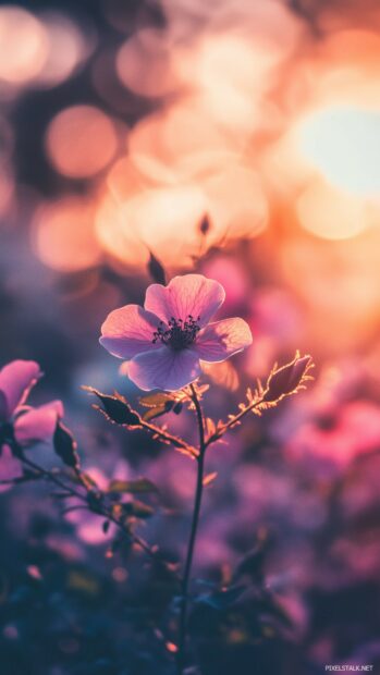 A breathtaking view of a purple rose garden in full bloom during golden hour, with sunlight filtering through the petals.