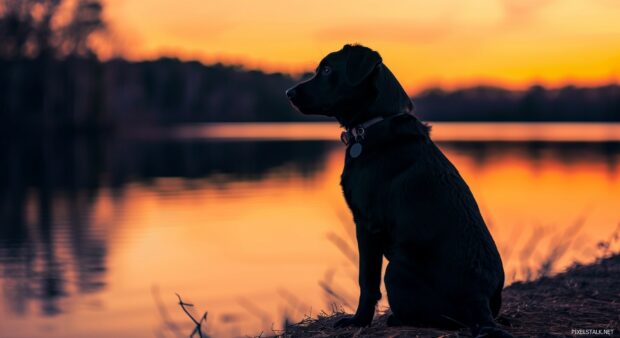 A calm cool dog sitting by a lake during sunset with warm tones in the sky.