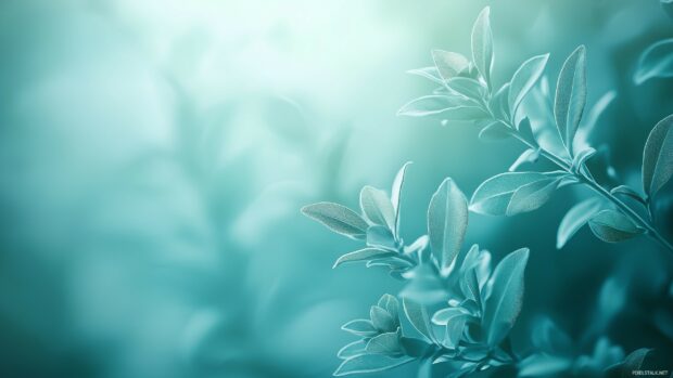 A calming green leaf wallpaper HD with a soft focus background of overlapping leaves.