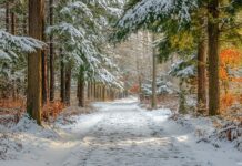 A charming winter forest wallpaper with snow draped trees and a blanket of fresh snow on the ground.