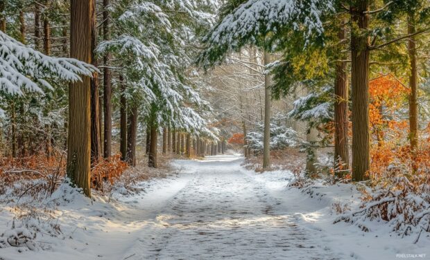 A charming winter forest wallpaper with snow draped trees and a blanket of fresh snow on the ground.