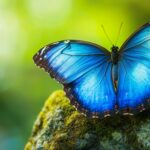 A close up of a radiant blue butterfly resting on a moss covered rock.