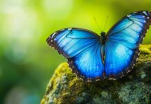 A close up of a radiant blue butterfly resting on a moss covered rock.