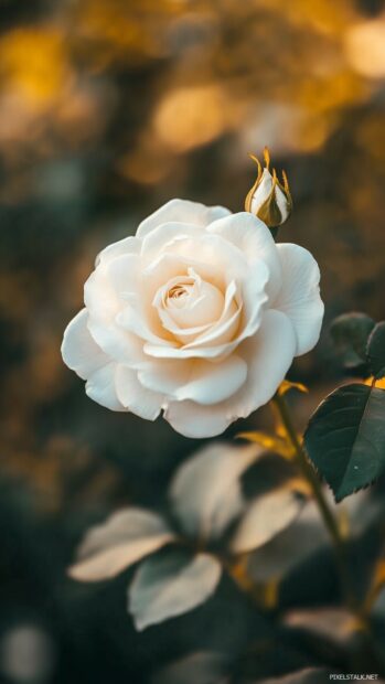 A close up of a single elegant white rose.