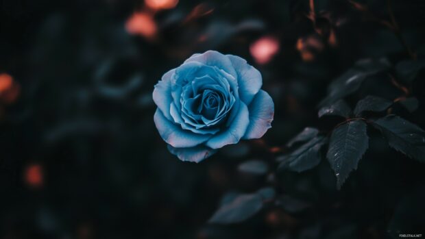 A close up shot of a stunning blue rose with intricate petal details, highlighted against a dark, blurred background.