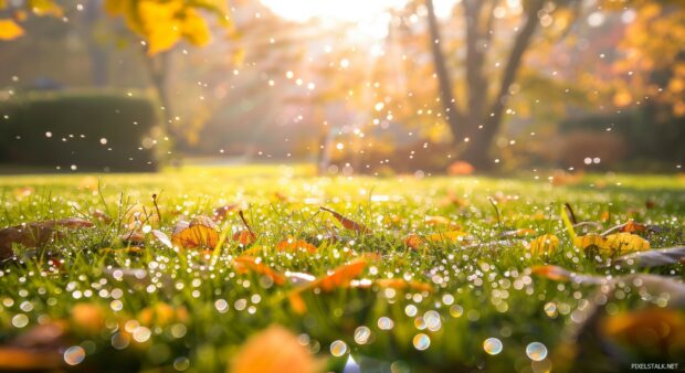 A crisp autumn morning with dew on the grass and leaves, sunlight streaming through the fall trees.