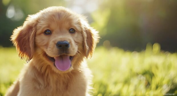 A cute dog wallpaper HD with big, expressive eyes sitting in a grassy field, smiling brightly.