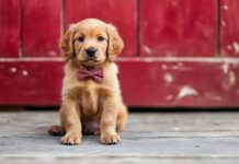 A cute dog wearing a small bowtie, sitting with a happy expression.