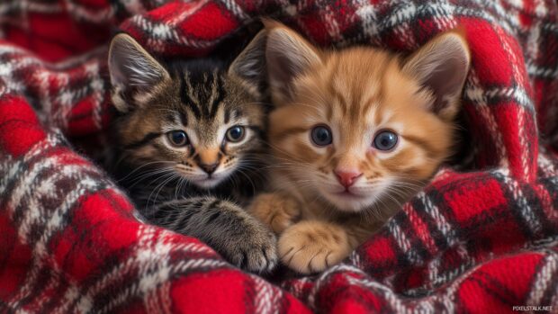 A cute puppy and kitten snuggling under a Christmas blanket.