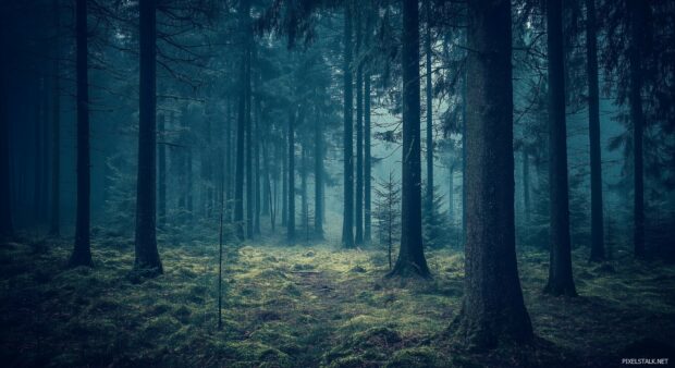 A dark forest background with dense, intertwining trees creating a deep and dark canop.