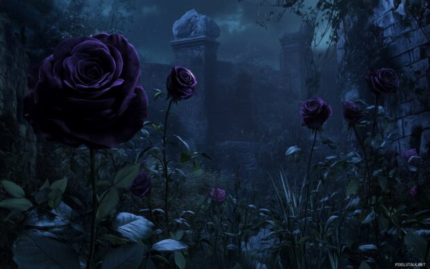 A dark rose garden at twilight, with deep purple and black roses surrounded by soft green foliage.