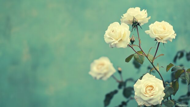 A delicate vintage pattern of white roses.