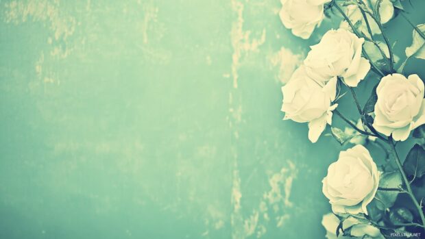 A delicate vintage pattern of white roses set against a faded teal background.