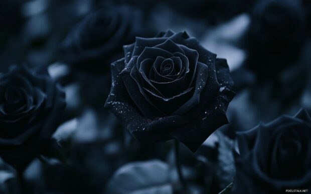 A dramatic arrangement of dark roses.