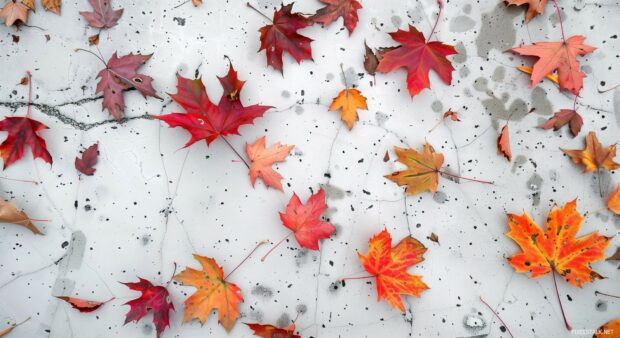 A few aesthetic autumn leaves on a white surface.