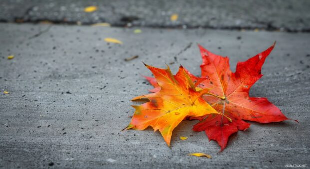 A few fall leaves lying flat on a clean surface.