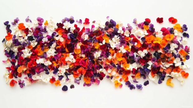 A flat lay of colorful spring blossoms on a white background.