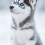 A fluffy Siberian Husky puppy with bright blue eyes, sitting in a snowy landscape.