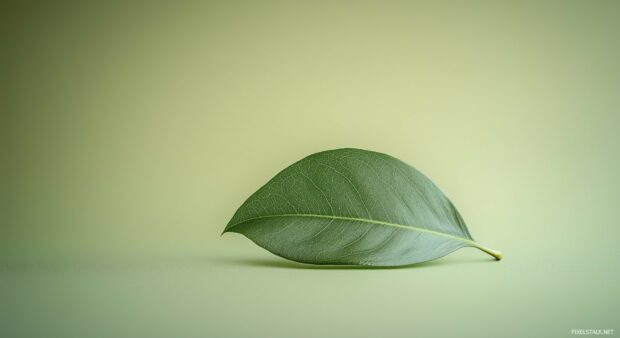 A green leaf wallpaper featuring a single, gracefully curved leaf against a subtle background.